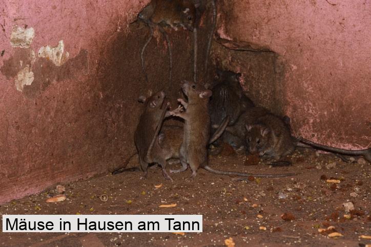 Mäuse in Hausen am Tann